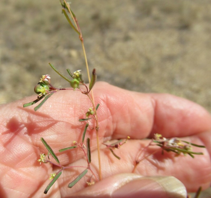 Prairie Sandmat photo 5