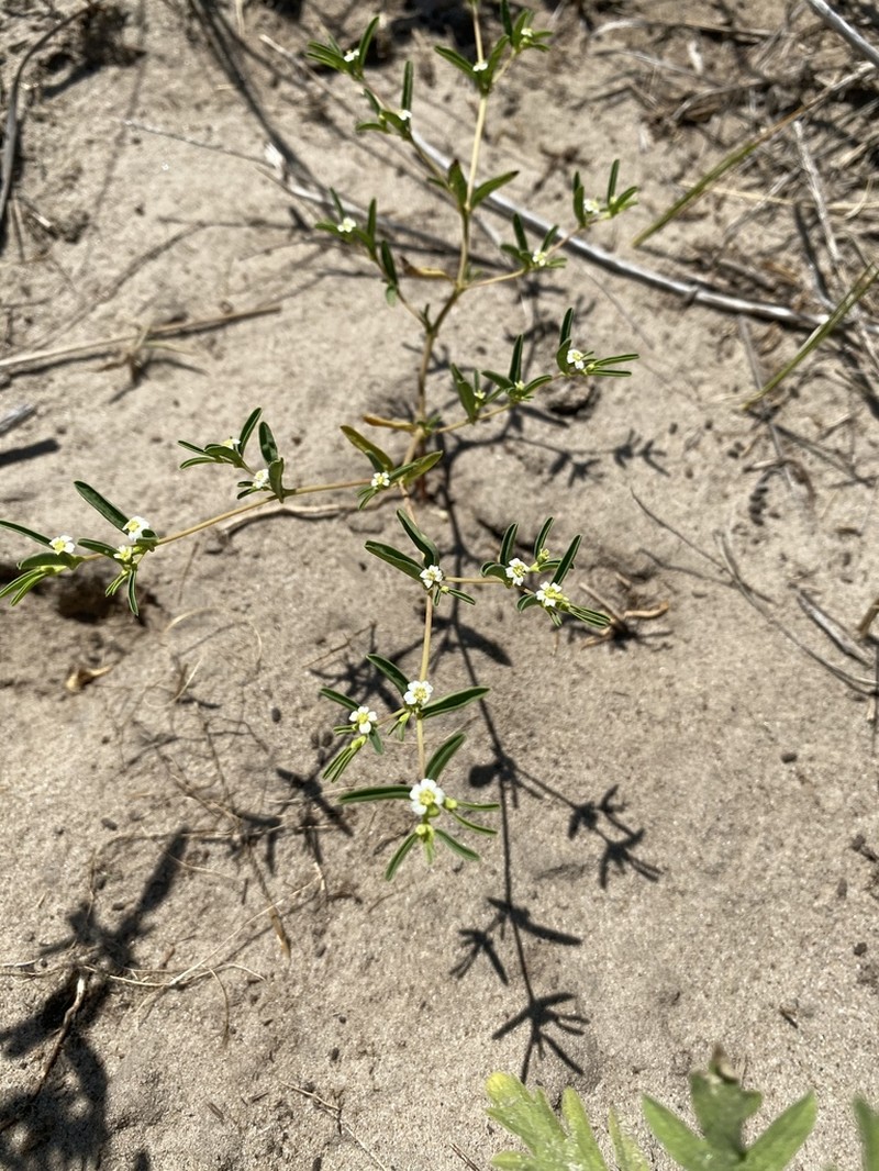 Prairie Sandmat photo 7