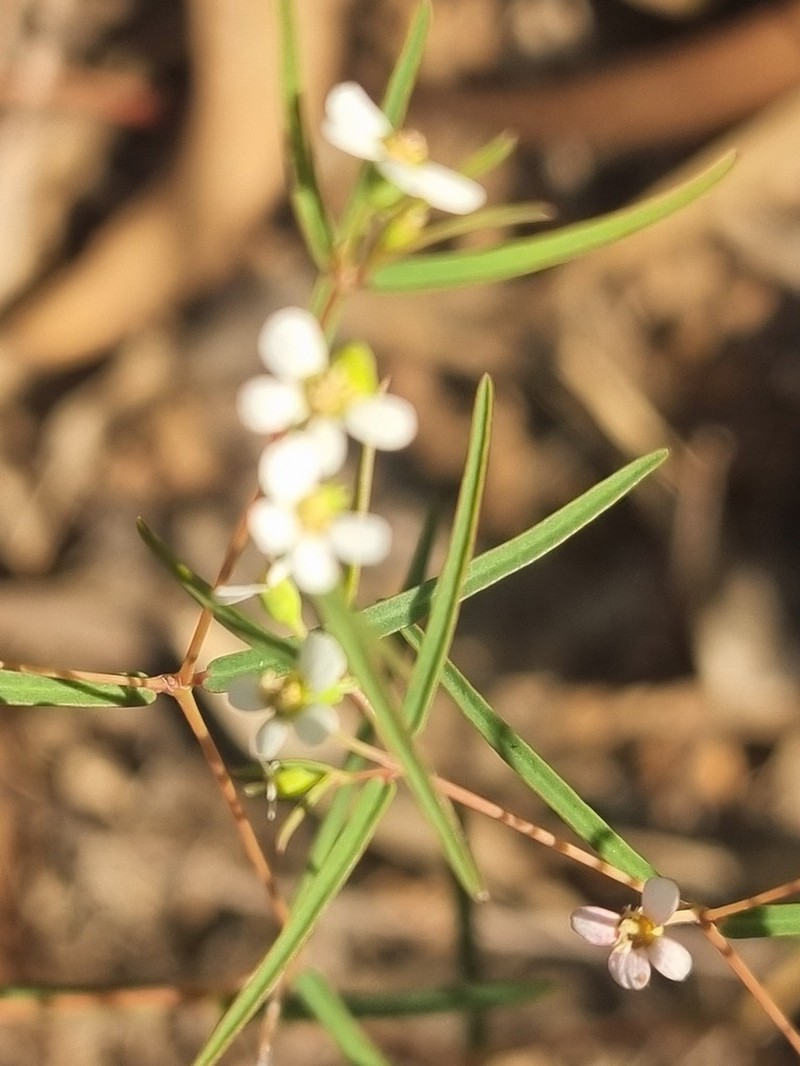 Euphorbia mitchelliana