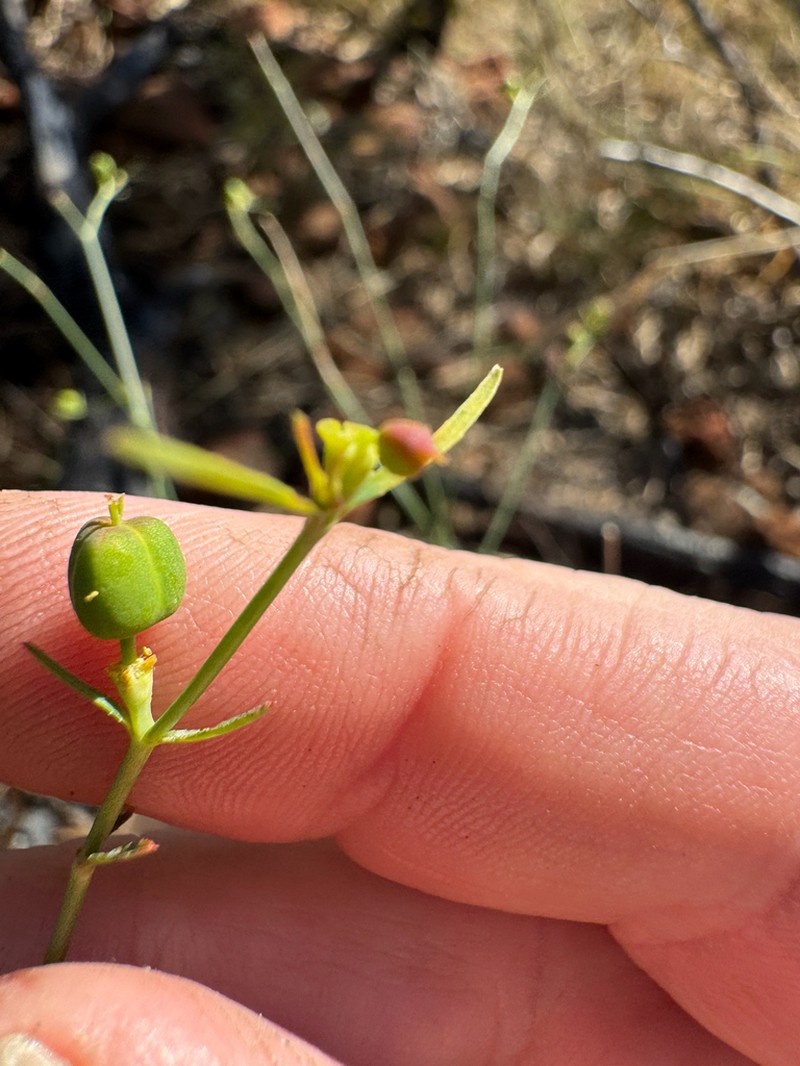 Euphorbia mitchelliana photo 2