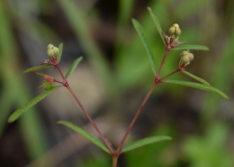 Euphorbia mitchelliana photo 3