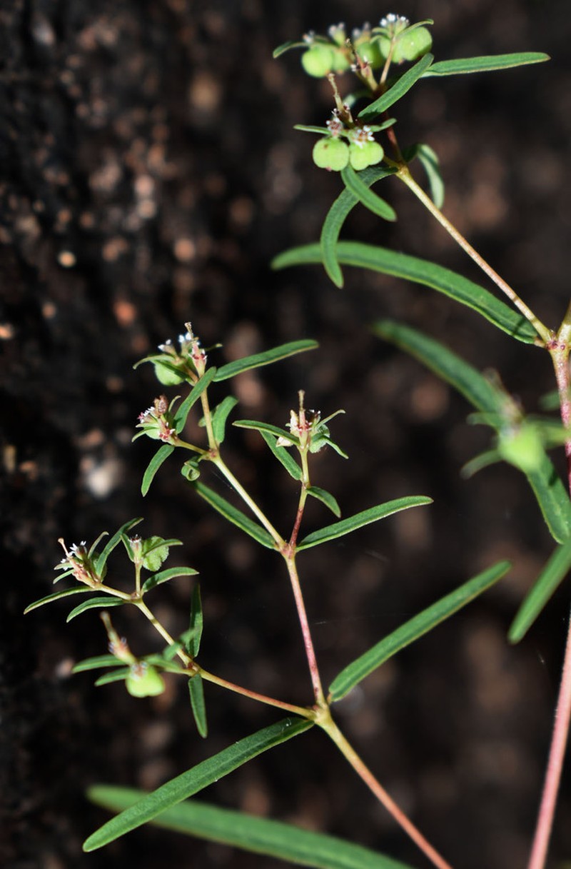 Euphorbia mitchelliana photo 4