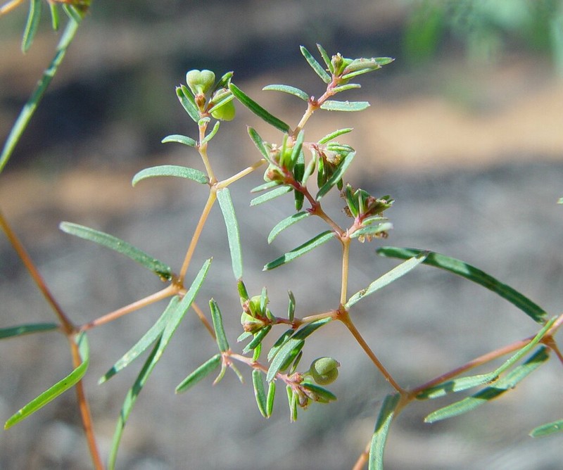 Euphorbia mitchelliana photo 5