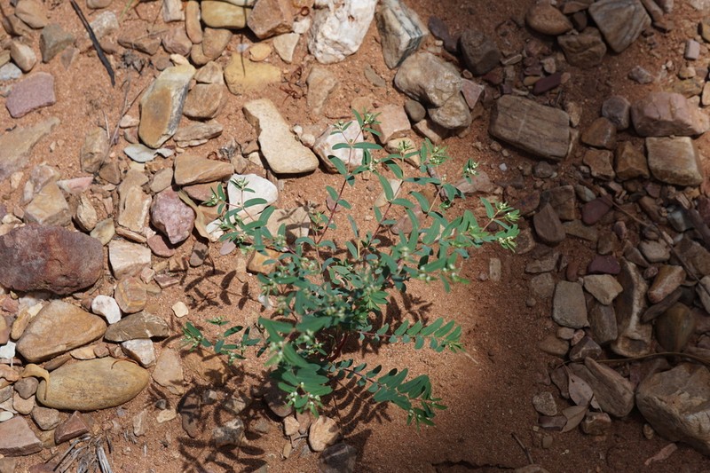 Euphorbia mitchelliana photo 6