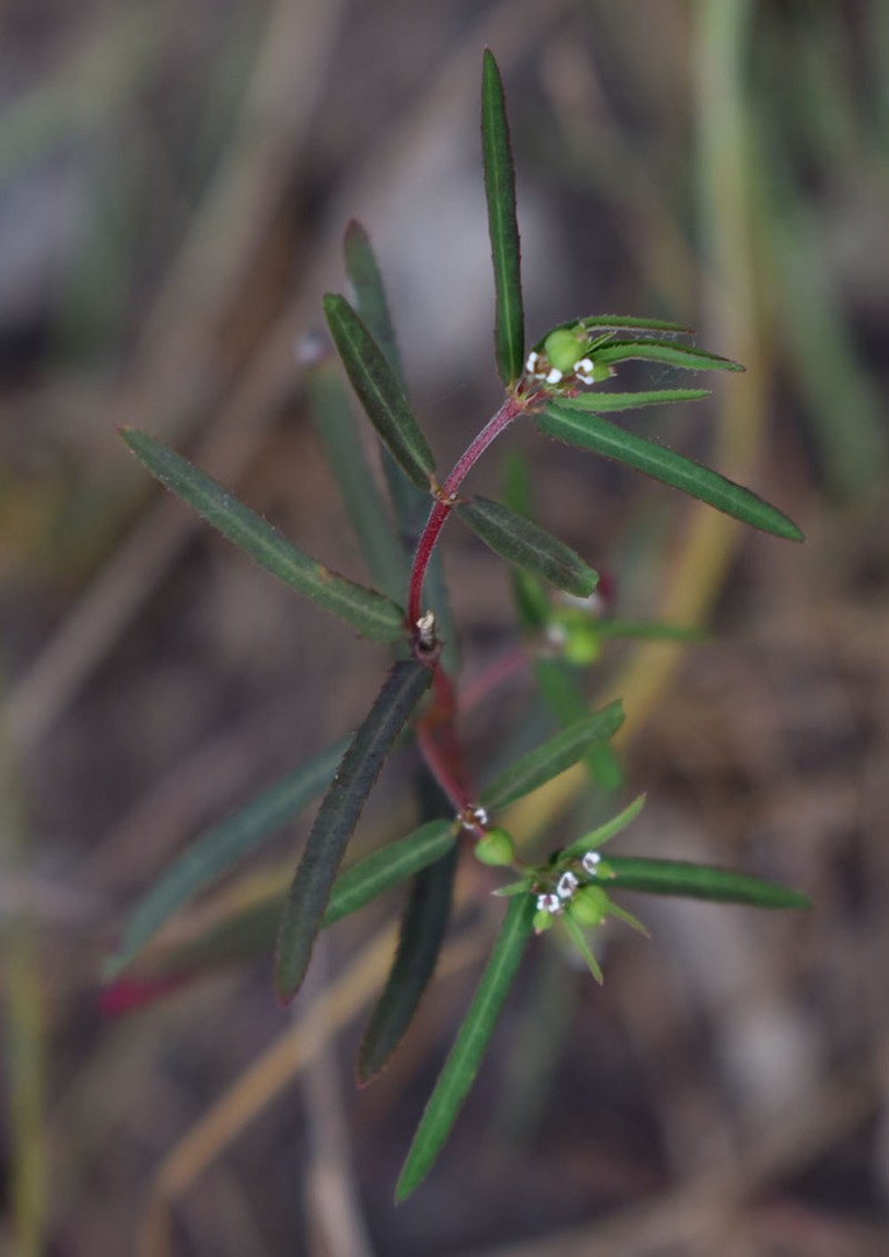 Euphorbia mitchelliana photo 7