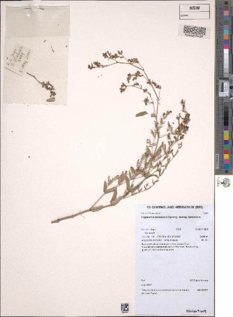 Euphorbia mitchelliana var. filipes