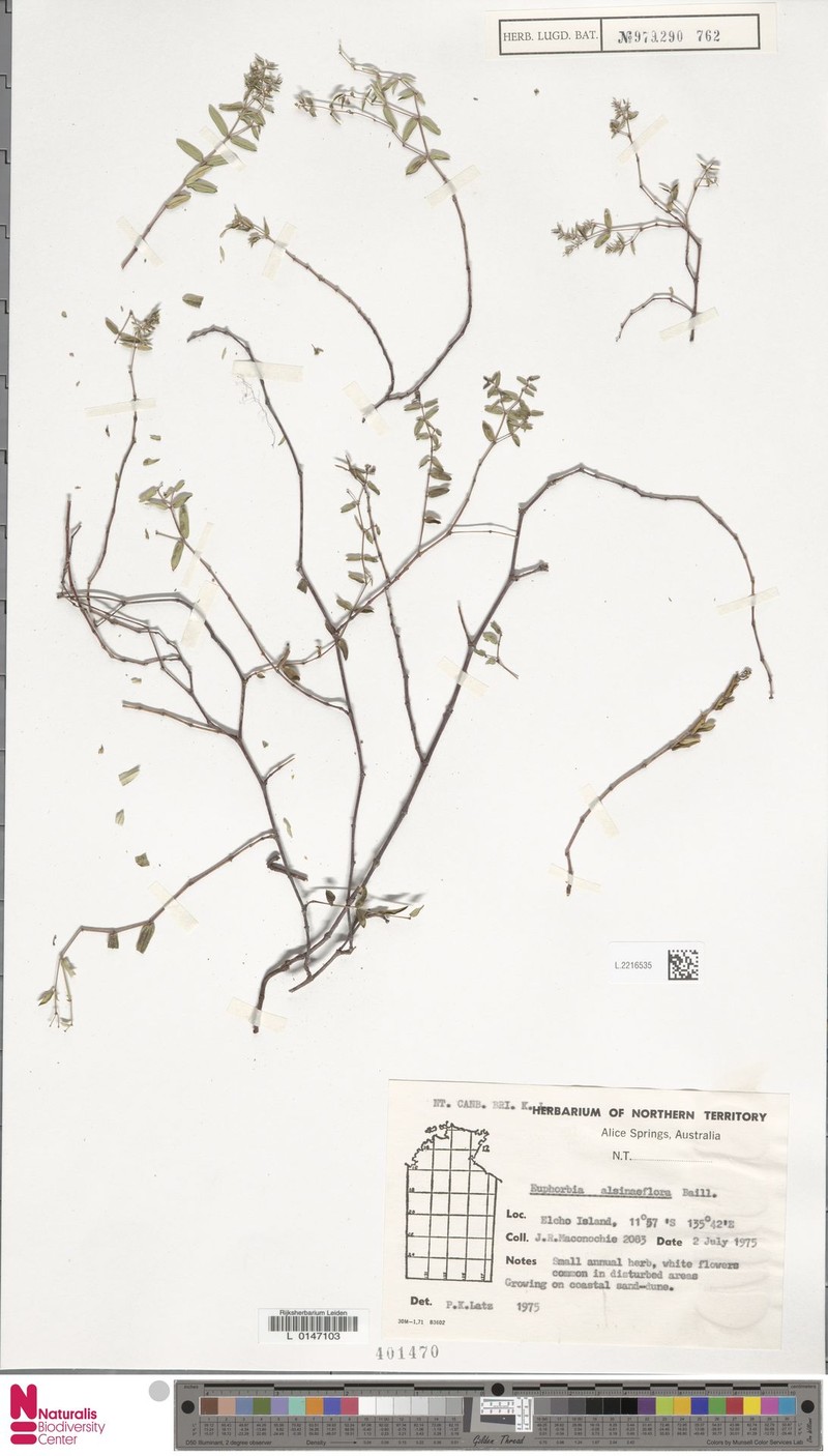 Euphorbia mitchelliana var. filipes photo 2