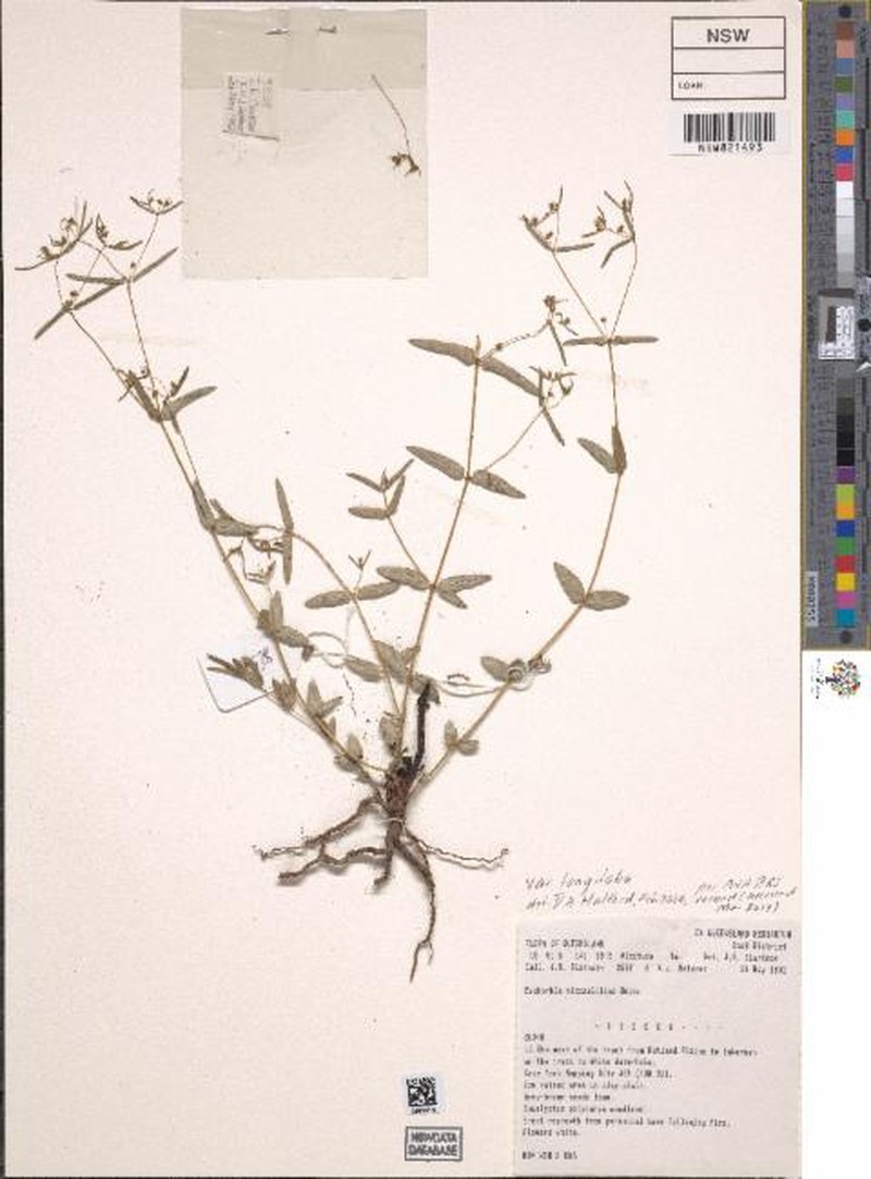 Euphorbia mitchelliana var. longiloba