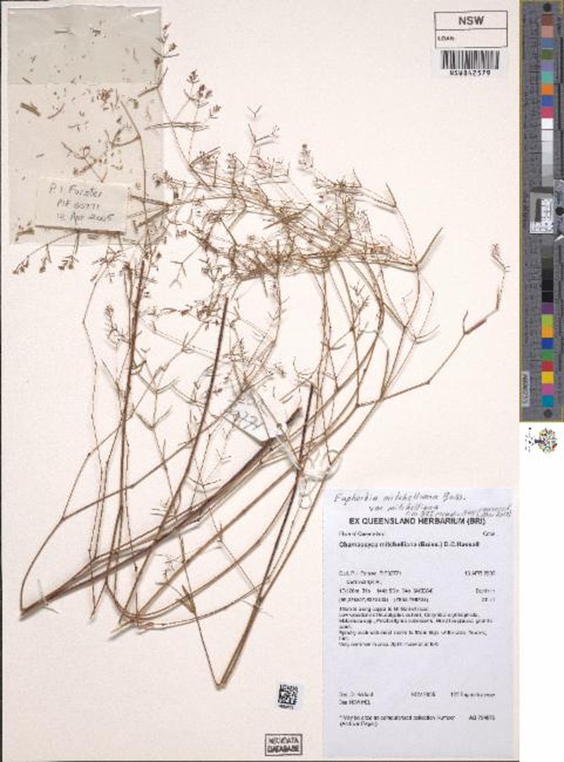 Euphorbia mitchelliana var. mitchelliana
