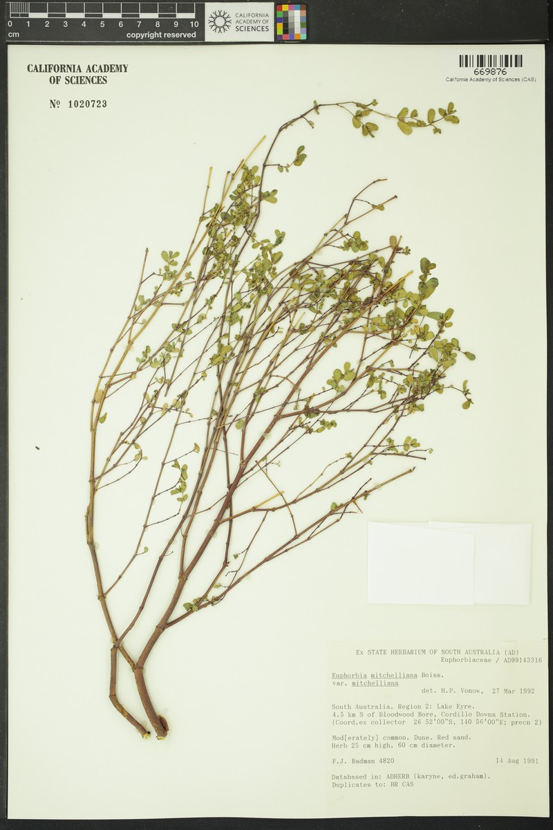 Euphorbia mitchelliana var. mitchelliana photo 2