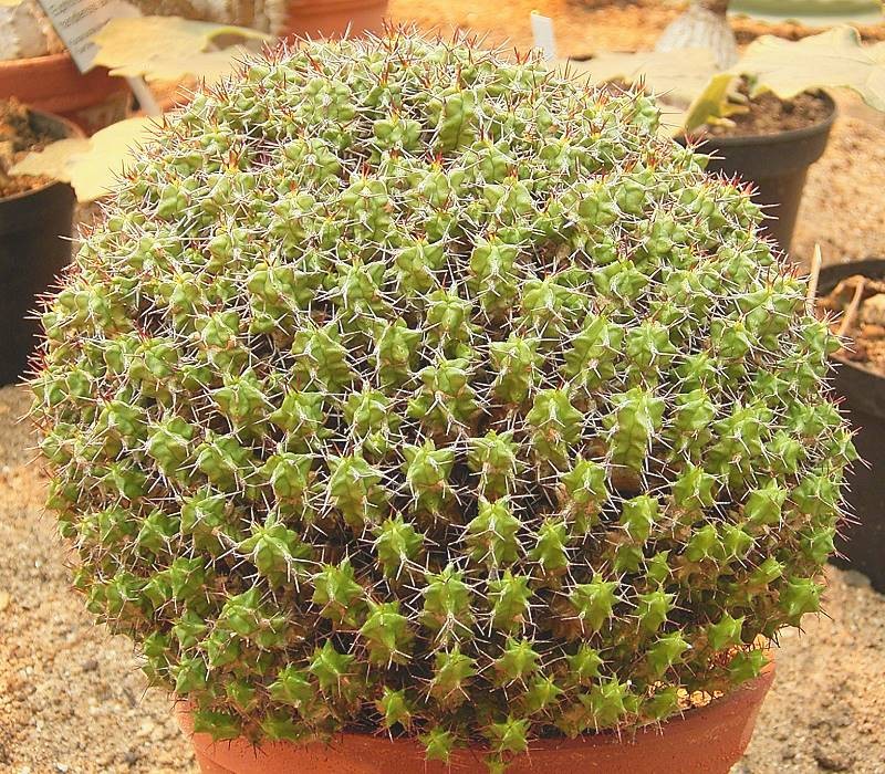 Euphorbia mitriformis