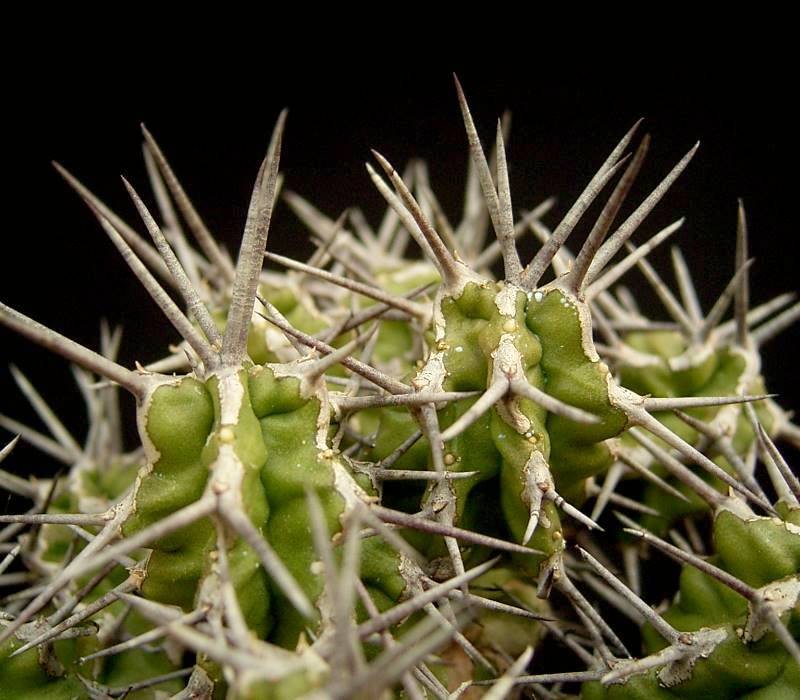 Euphorbia mitriformis photo 2