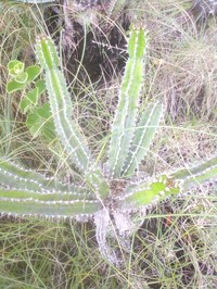 Euphorbia mlanjeana