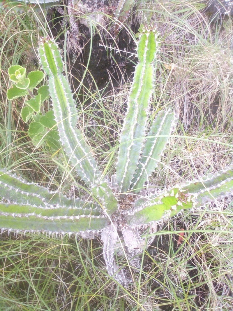 Euphorbia mlanjeana