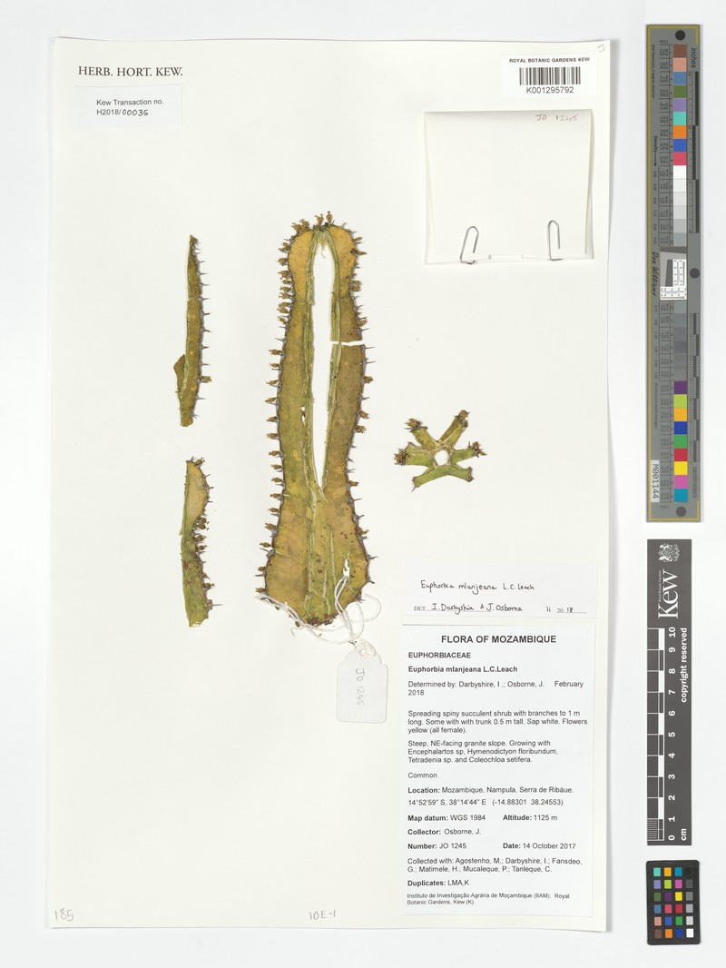 Euphorbia mlanjeana photo 2