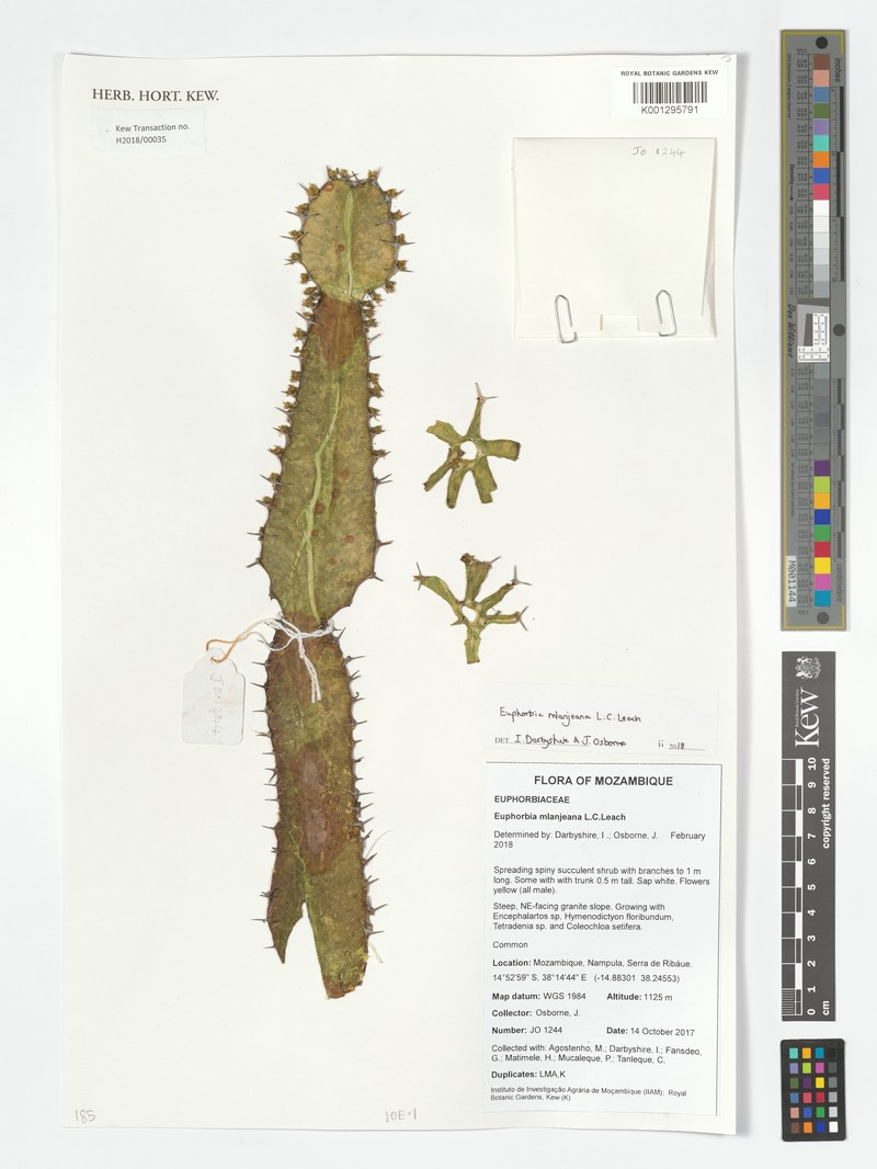 Euphorbia mlanjeana photo 3