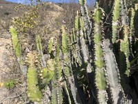 Euphorbia momccoyae