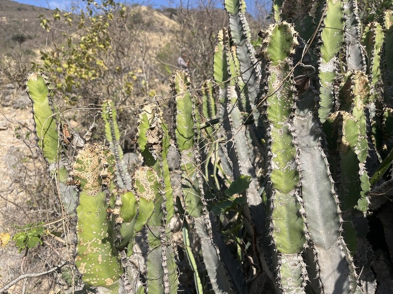 Euphorbia momccoyae