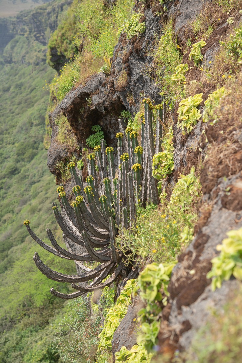 Euphorbia momccoyae photo 2