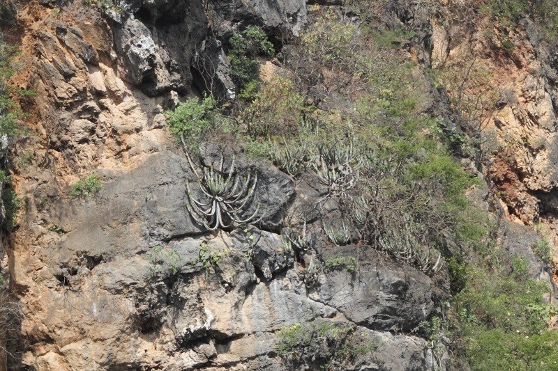 Euphorbia momccoyae photo 3