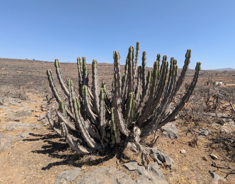 Euphorbia momccoyae photo 4
