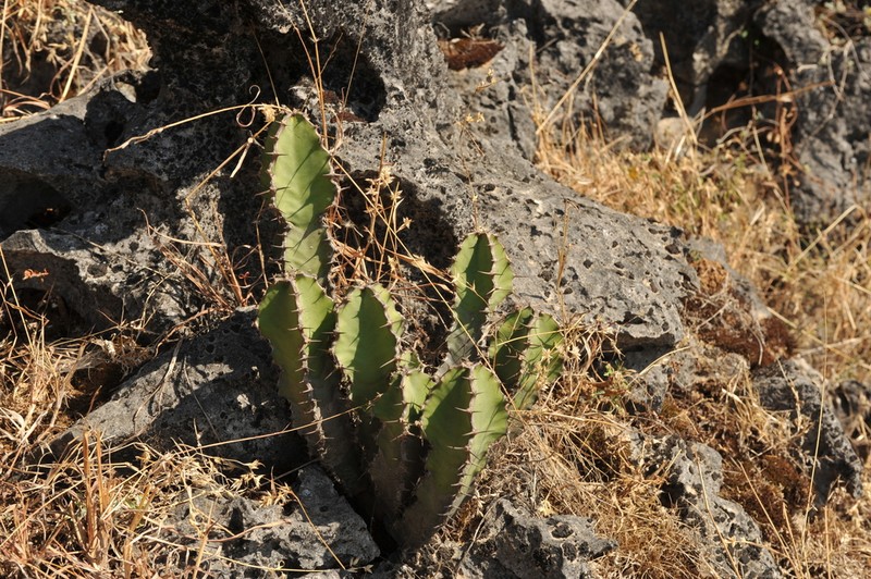 Euphorbia momccoyae photo 5