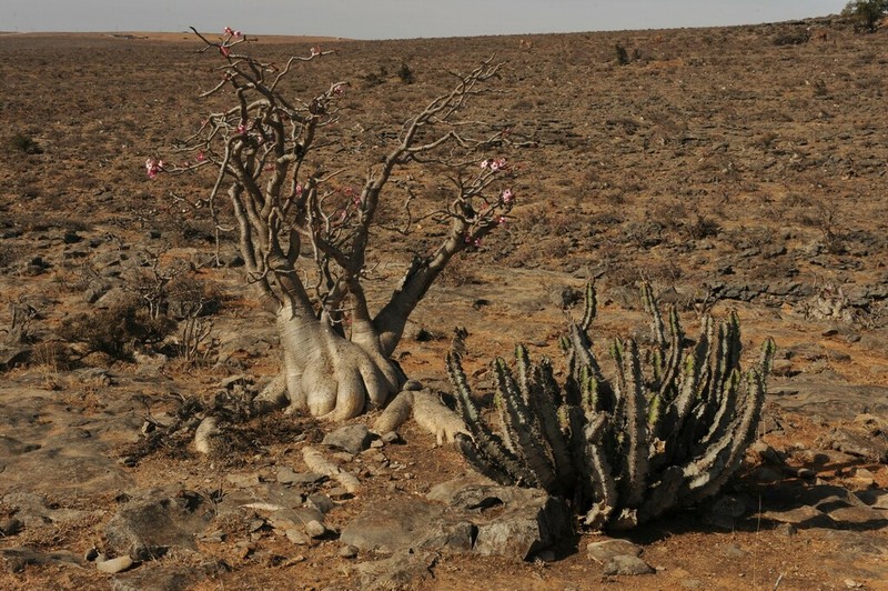 Euphorbia momccoyae photo 6