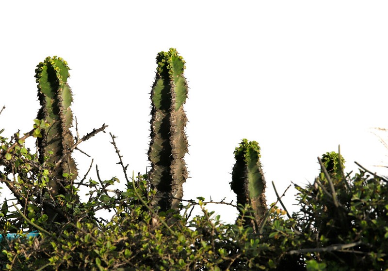 Euphorbia momccoyae photo 7