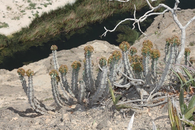 Euphorbia momccoyae photo 8