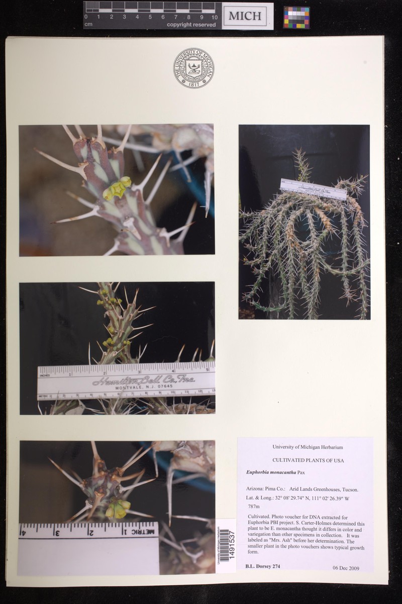 Euphorbia monacantha