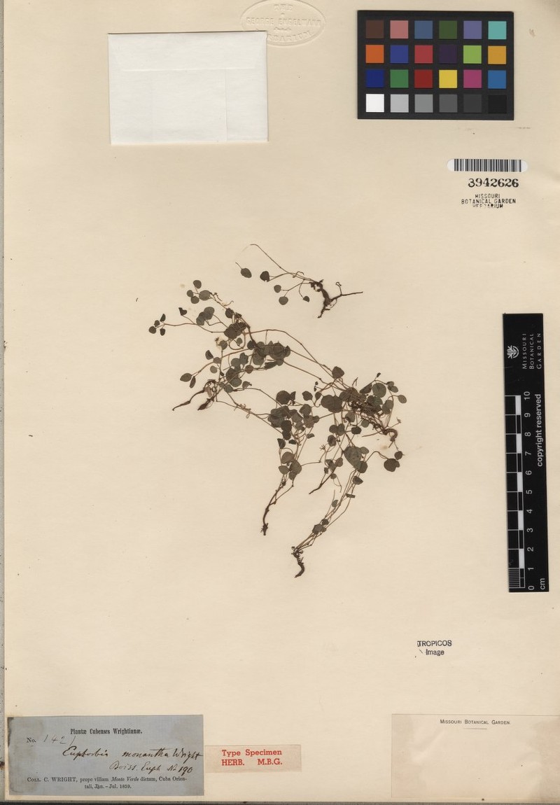 Euphorbia monantha