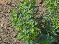 Euphorbia mongolica