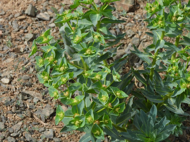 Euphorbia mongolica