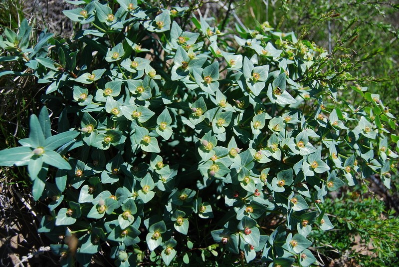 Euphorbia mongolica photo 2