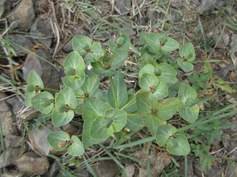 Euphorbia mongolica photo 3