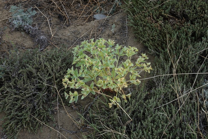 Euphorbia mongolica photo 4