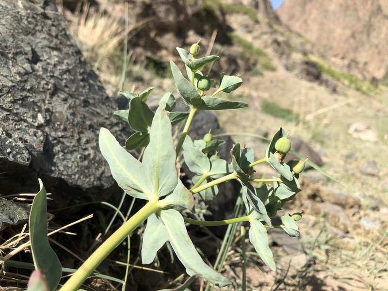 Euphorbia mongolica photo 5