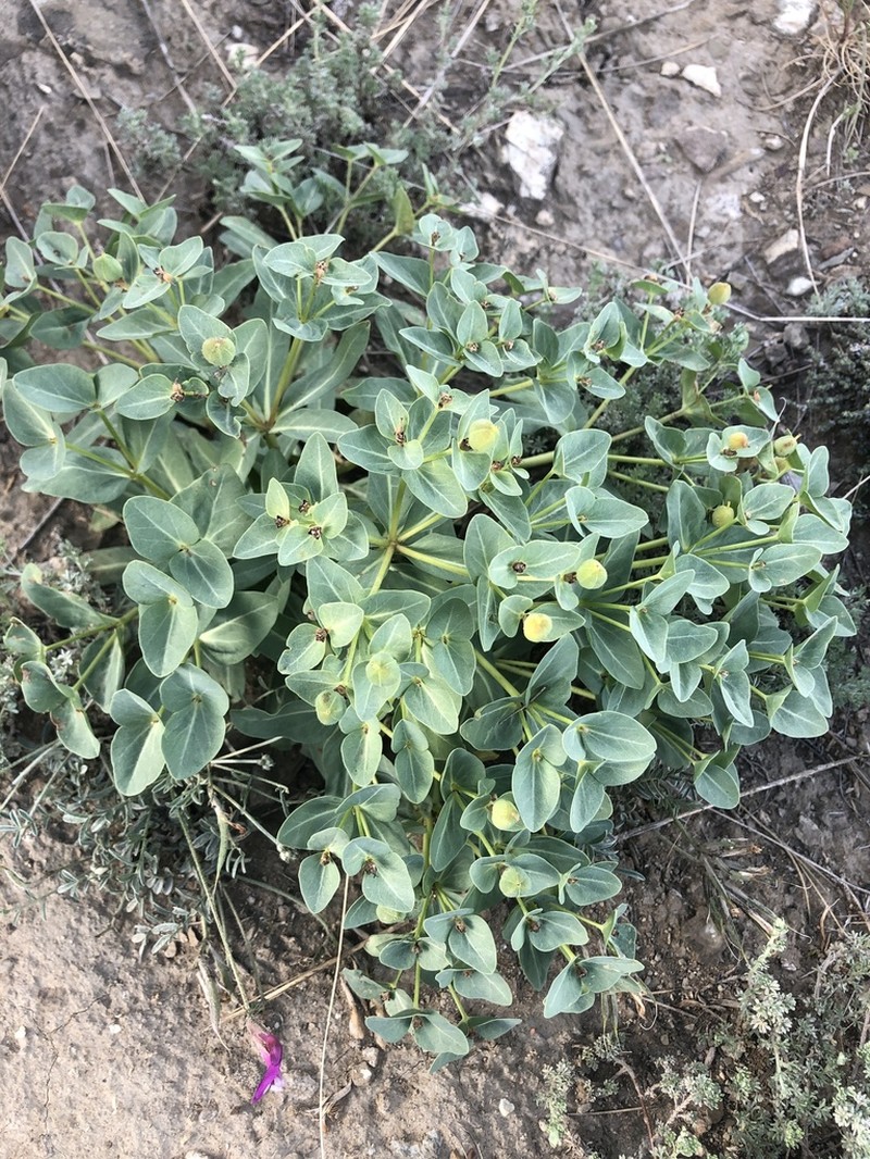 Euphorbia mongolica photo 6