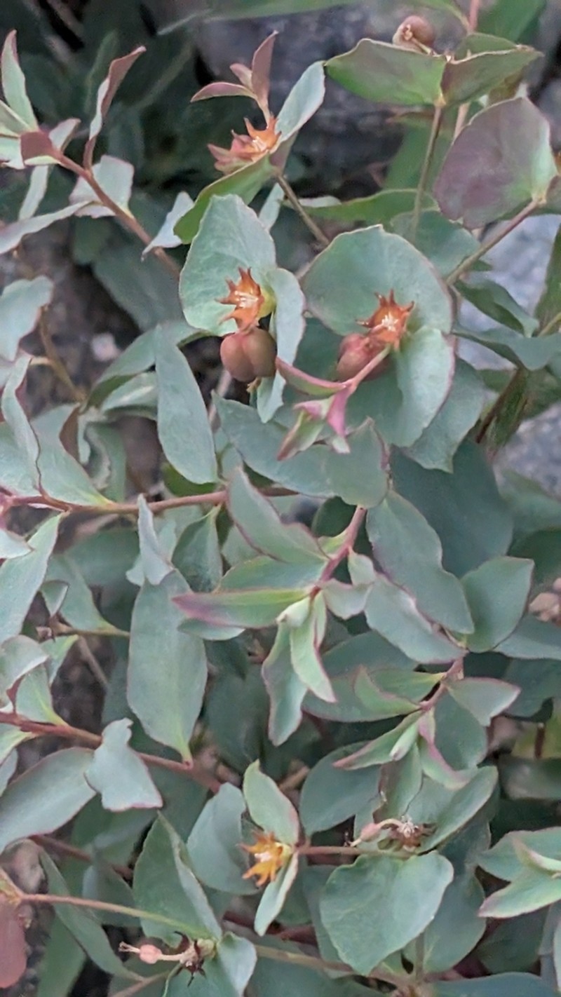 Euphorbia mongolica photo 8