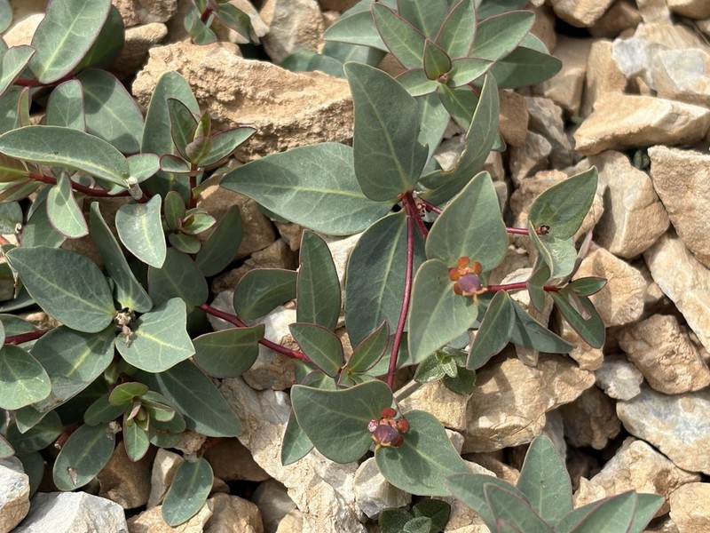 Euphorbia monocyathium