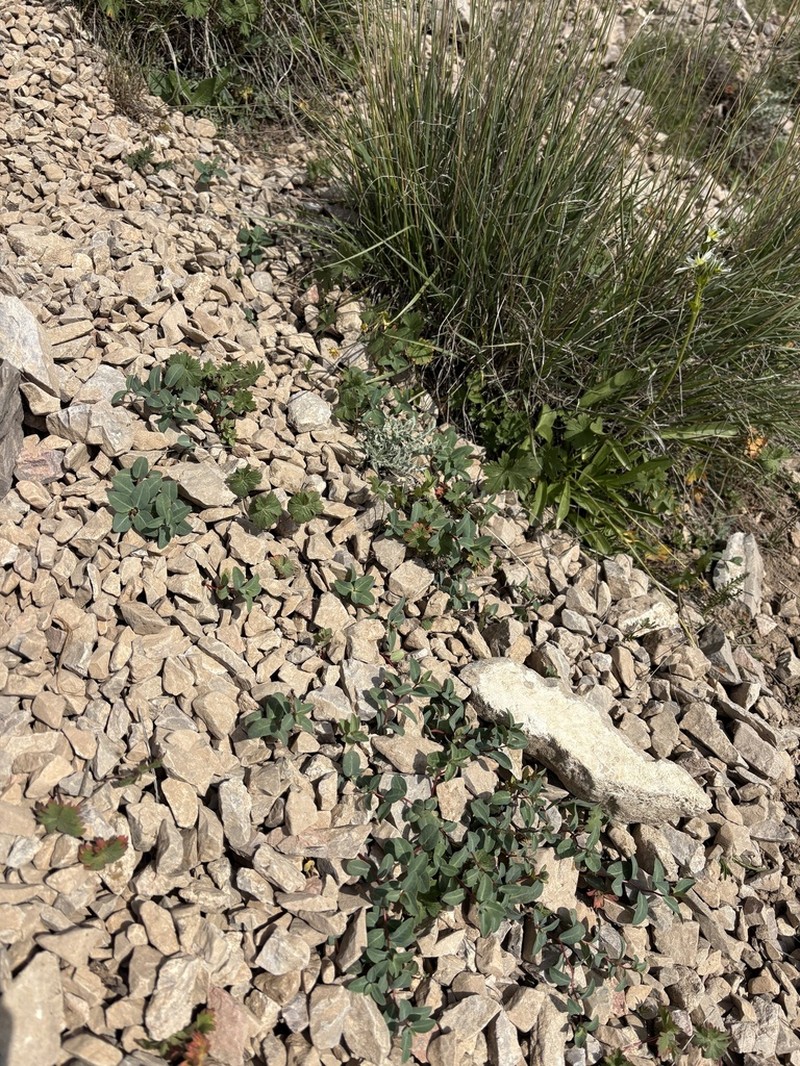 Euphorbia monocyathium photo 2
