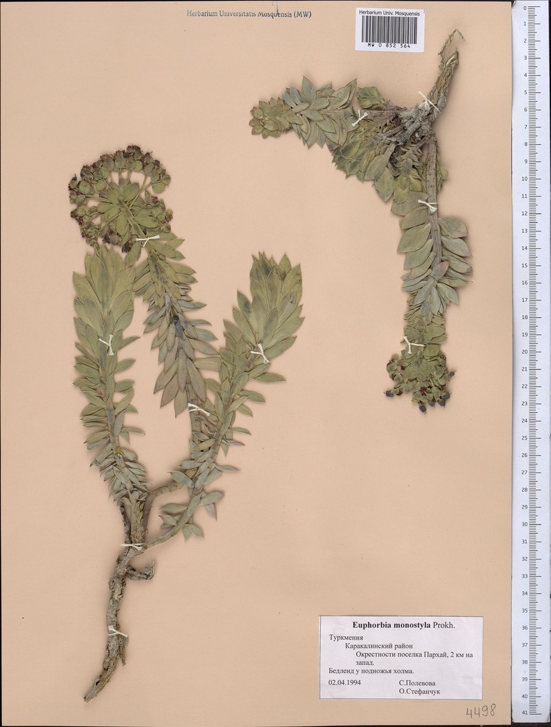 Euphorbia monostyla