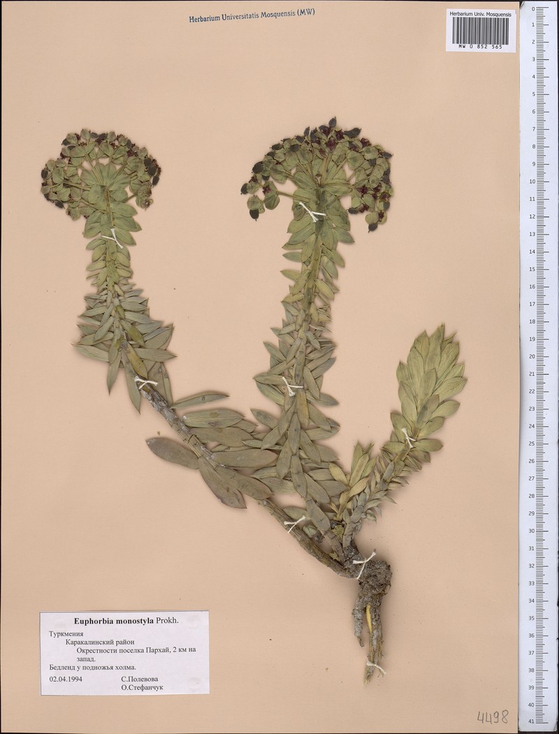 Euphorbia monostyla photo 2