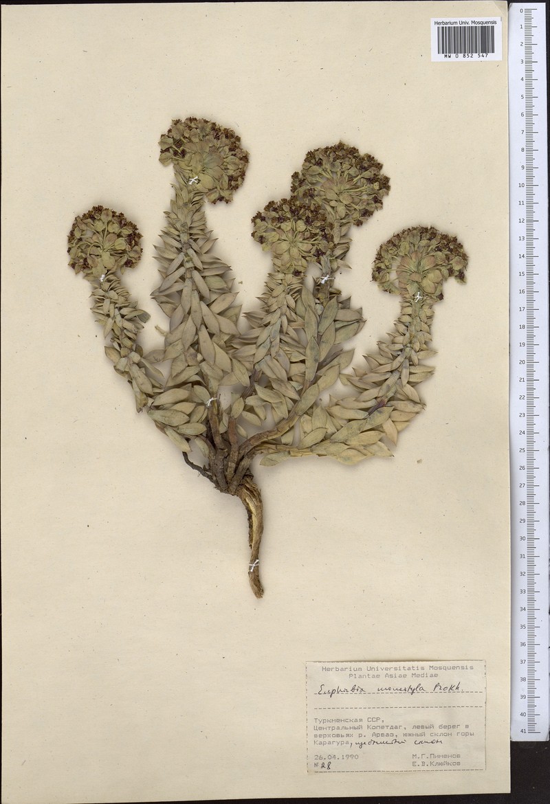 Euphorbia monostyla photo 3