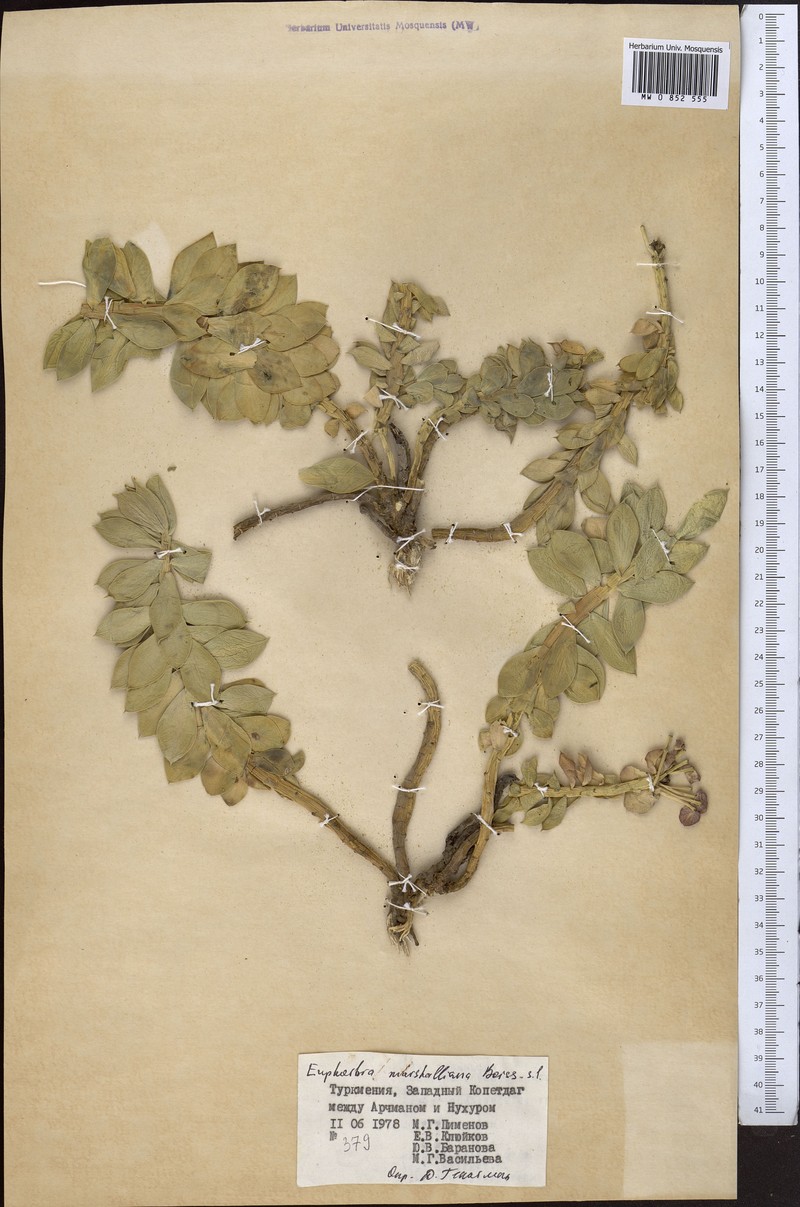 Euphorbia monostyla photo 4