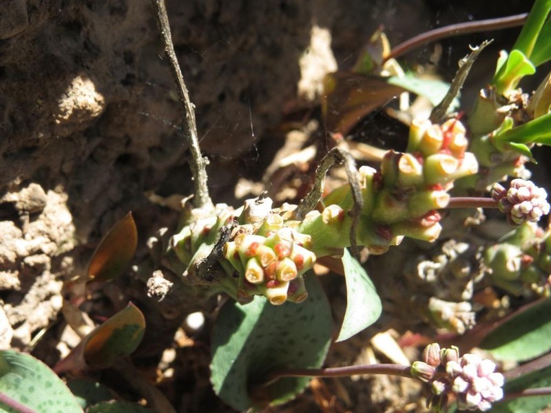 Euphorbia monteiroi