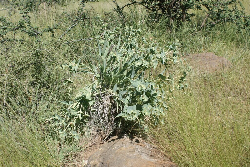 Euphorbia monteiroi photo 2