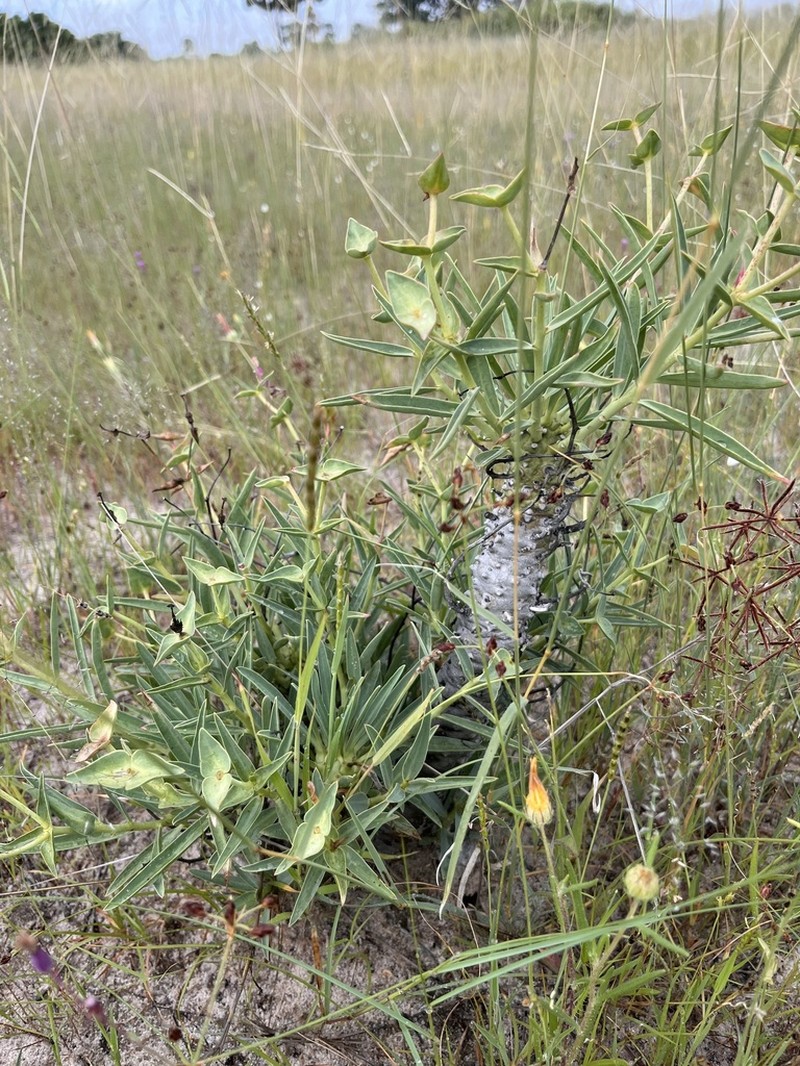 Euphorbia monteiroi photo 3