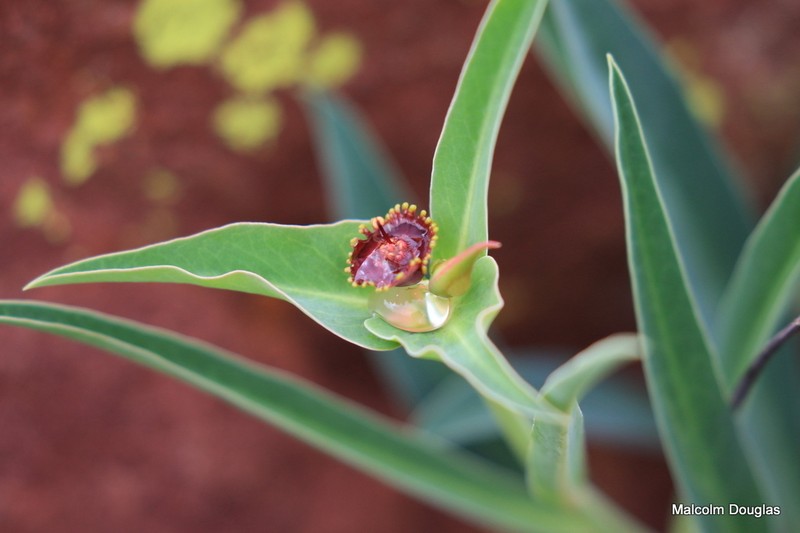 Euphorbia monteiroi photo 4