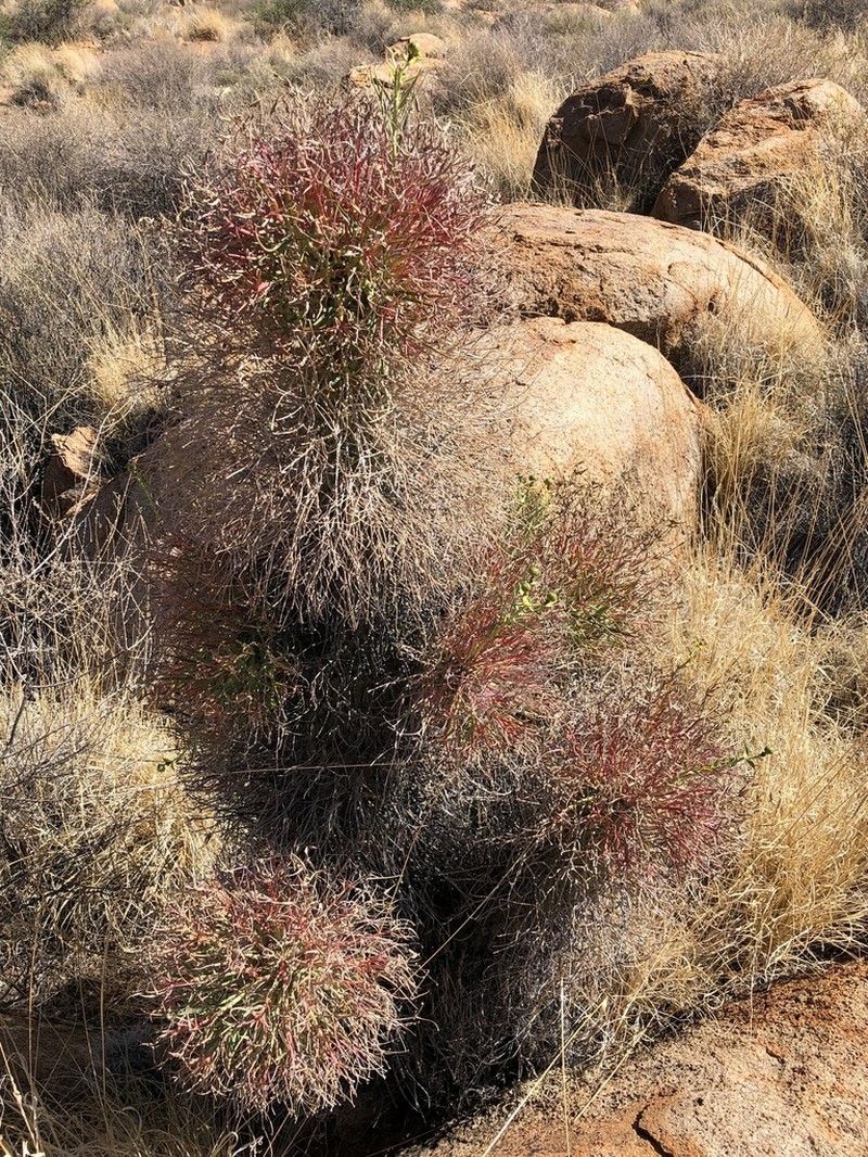 Euphorbia monteiroi photo 5